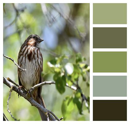 Ornithology Song Sparrow Bird Image